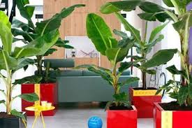 Berikut beberapa bunga yang indah dan sering dijadikan sebagai tanaman hias di rumah. Tanaman Hias Tak Melulu Bunga Pohon Pisang Bisa Bikin Rumah Cantik