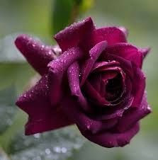 Same day or next day delivery is available. Beautiful Flower Beautiful Dpz For Girls Posts Facebook