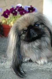 Pekines Portal Rukavnye Pekinesy Pekingese Puppies Pekingese Pets