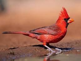 Cardinal is a vivid red, which may get its name from the cassocks worn by catholic cardinals (although the color worn by cardinals is scarlet). Northern Cardinal Identification All About Birds Cornell Lab Of Ornithology