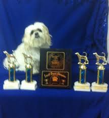 Последние твиты от blue ribbon pet pei (@blueribbonpei). Bichon Frise Maltese Poodle Shih Tzu Designer Breeds Puppy Sales Blue Ribbon Kennels Of Ohio