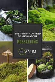 Mossarium Complete Care Guide How To Build Moss Terreriums Moss Garden Garden Terrarium Beautiful Terrariums