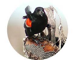 In central california this bird has no yellow on the shoulder patch, they are sometimes called bicolored blackbirds. Bird Gard Prevent Damage From Blackbirds