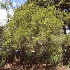 Image result for Leptospermum petersonii