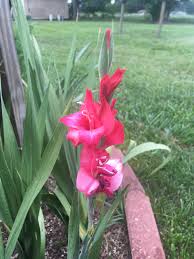 Image result for Gladiolus brachyphyllus