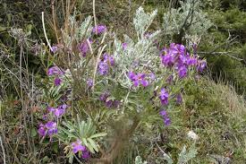 Image result for Matthiola