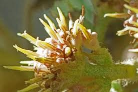 Image result for Tarchonanthus trilobus