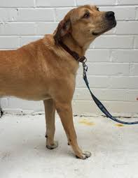 Our domain health monitor performs over. Cracker Sydney Dogs And Cats Home