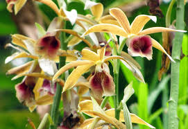 Image result for Phaius
