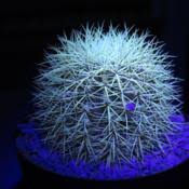 Please see the page on led lighting for more information on cooler, more efficient. Photo Of The Entire Plant Of Golden Barrel Cactus Echinocactus Grusonii Posted By Baja Costero Garden Org
