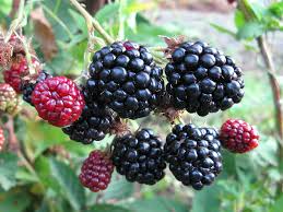 Как обрезать ежемалину