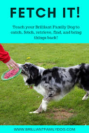 Teach your dog how to let go of the new toy on command. Dog Frisbee Brilliant Family Dog Brilliant Family Dog