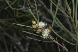 Image result for Eucalyptus angustissima