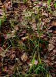 Image result for Cyperus dubius