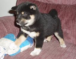 223 likes · 4 talking about this. Shiba Inu Puppy In Black And Tan Jpg Hi Res 720p Hd