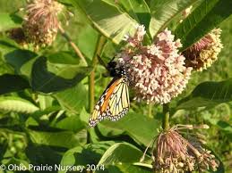 Monarch Favorite Common Milkweed Native Wildflower Seed Mix Ohio Prairie Butterfly Gardening Asclepias Milkweed Pollinator Plants