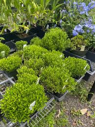 Image result for Carissa