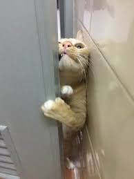 67 Very Funny Pictures To Make Your Day Funny Humor Lol Fail Funnypictures Funnypics Kedi Esprileri Komik Goruntuler Eglenceli Resimler