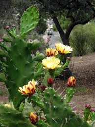 Image result for Opuntia