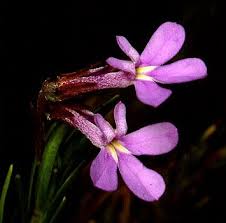 Image result for Lobelia pteropoda
