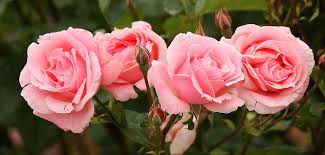 Eventi della Tuscia | 1 GIUGNO 2019 | TORRE ALFINA - Rose, "Meraviglie del  bosco e del giardino"! -