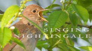 Birds Chirping In The Morning Pin On Pets