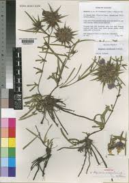 Image result for Blepharis tanganyikensis