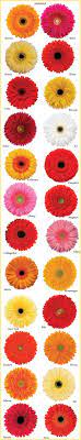 Kimya Biotech Pvt Ltd Gerbera Plant Gerbera Plant Supplier Gerbera Plant Supplier Mumbai Gerbera Plant In India Su Carnation Plants Gerbera Plant Plants