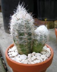 To be informed about the needs of the plant is, therefore. Pin By Alejandro On In My Garden Mini Cactus Garden Cactus Seeds Cacti And Succulents