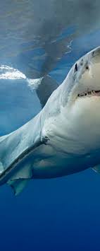 Sign up to receive the question of the week in your inbox or access the archive. The Great Shark Quiz Zoo