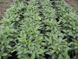 Image result for Alectra vogelii