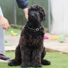 When walking your black russian. Oscar Black Russian Terrier Puppy 628608 Puppyspot