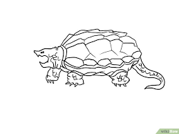 Entdecke rezepte, einrichtungsideen, stilinterpretationen und andere ideen zum ausprobieren. 47 Contoh Gambar Kolase Hewan Kura Kura Hd Gambar Hewan