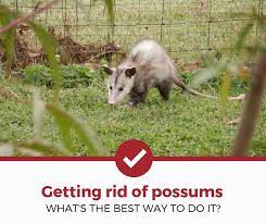 But it is something to be taken seriously. How To Get Rid Of Possums Opossums Naturally And Non Naturally Pest Strategies