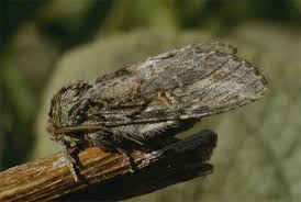 Image result for Peridea anceps