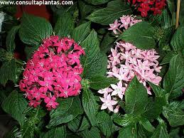 Image result for Pentas bussei
