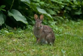 Check local laws to find out if rabbits are a. How To Keep Rabbits Out Of Garden