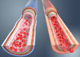 Illustration Anatomie Blutgefasse