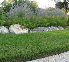Pin By Kelly S Mardavich On Backyard Solutions Zoysia Grass Garden Front Of House Drought Tolerant Landscape
