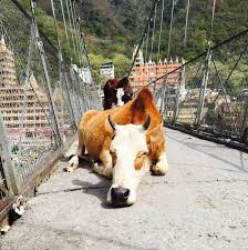 A Cow Sleeping On The Middle Of A Bridge Where People And Bikes Try To Win The Race Of Crossing To The Other Side Rishikesh Rishikesh The Other Side Racing