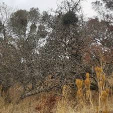 Image result for Viscum combreticola