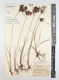 Image result for Pycreus macranthus