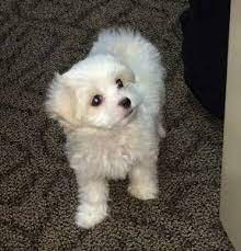 Maybe you would like to learn more about one of these? Maltese Puppies For Sale Near Me Craigslist Off 60 Www Usushimd Com