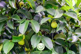 Ở việt nam cây măng cụt chỉ phát triển tốt từ vĩ tuyến 17 trở vào. MÄƒng Cá»¥t La Má»™t Giá»'ng Cay Äƒn Quáº£ Phat Triá»ƒn Kinh Táº¿ Danh Cho Ä'áº¥t Xáº¥u