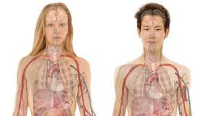Image result for reproductive system male and female