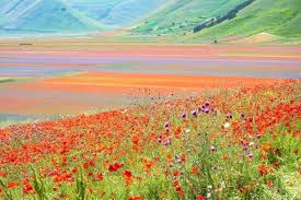 Buchen sie ihre nächste ferien online! Where To See Flowers In Italy Italian Flower Fields Gardens And Villas You Ll Love Mama Loves Italy