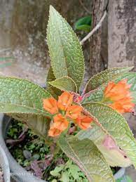 Alloplectus Taman Tertinggi