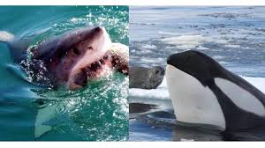 oceans toughest predators great white shark vs killer