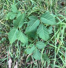 Maybe you would like to learn more about one of these? Garden Weeds Identifying The Unwanted Plants In Our Gardens