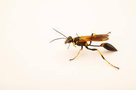 Image result for Scepocarpus